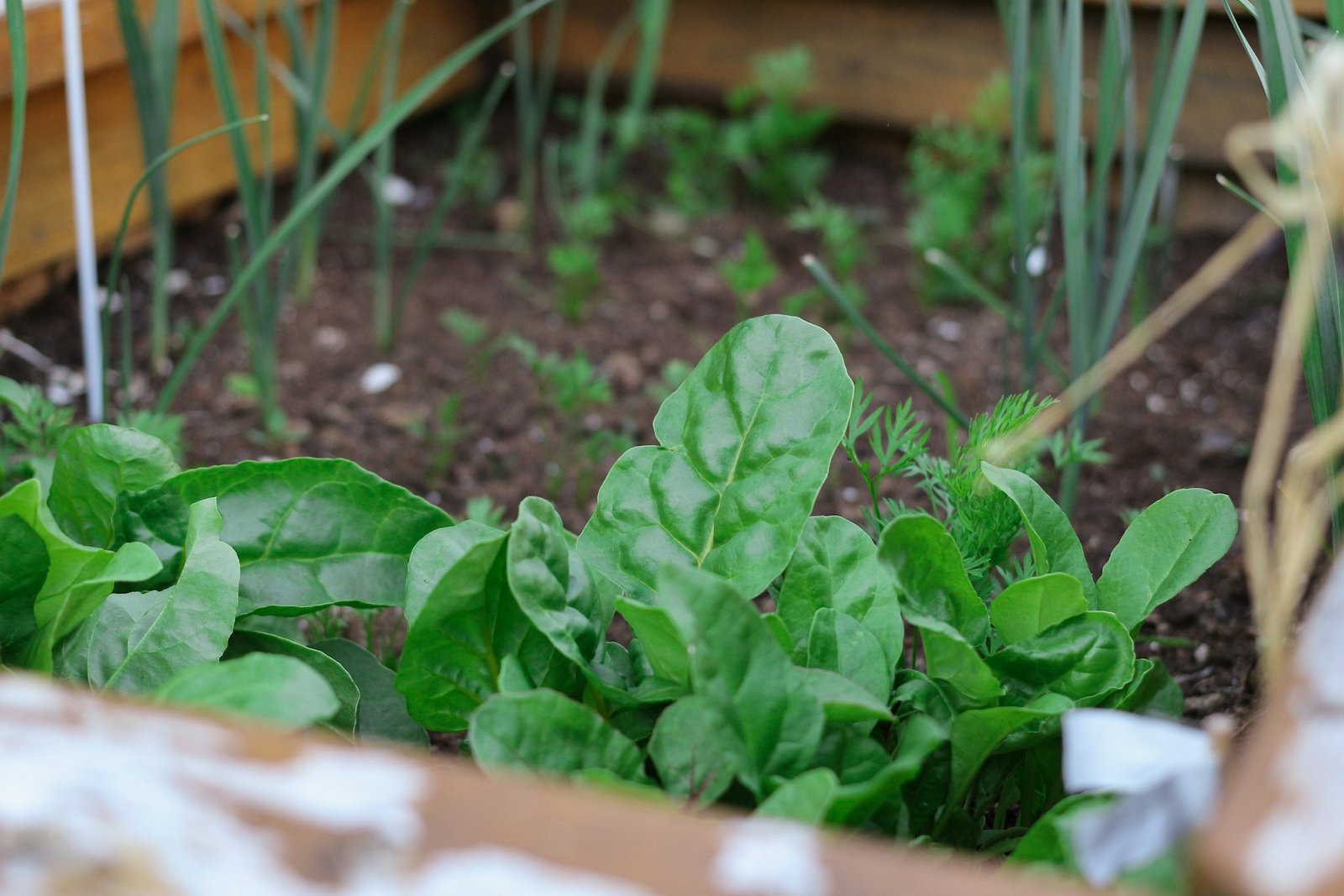 Featured image for “Grow Your Own”
